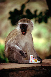 Picture 'KT1_14_03 Monkey, Vervet Monkey, Kenya, Amboseli'